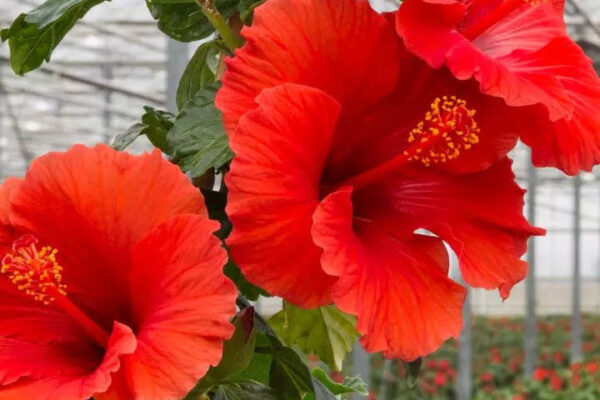 How to grow Maa Durga’s favourite flower Gudhal