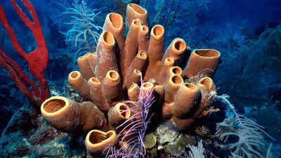 Ancient sea sponges in 541-million-year-old fossils could be Earth’s first animals even before dinosaurs |
