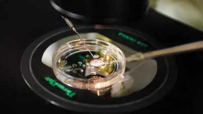 Could your skin hold the key to creating life? Scientists turn human skin cells into eggs in groundbreaking study |