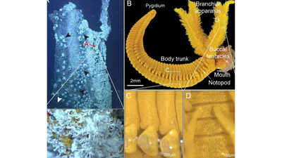 Paralvinella hessleri: The deep-sea worm that fights poison with poison, and shines like gold |